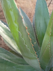 Agave jaiboli