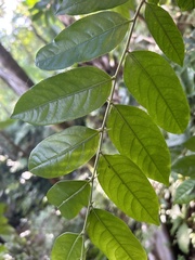 Casearia arborea