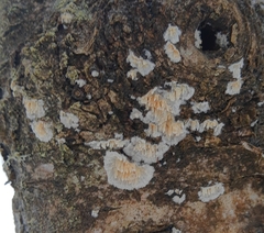 Basidioradulum radula