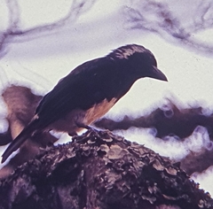 Stactolaema leucotis
