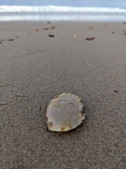 Ovalipes australiensis