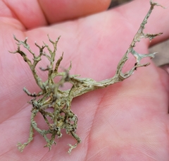 Evernia prunastri