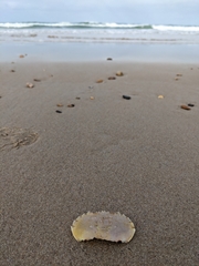 Ovalipes australiensis