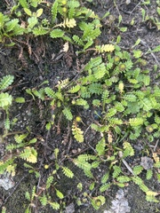 Leptinella squalida squalida