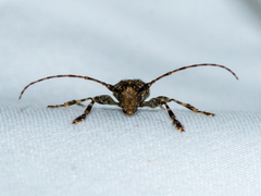 Aegomorphus circumflexus