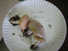 Floccularia pitkinensis