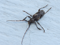 Aegomorphus circumflexus
