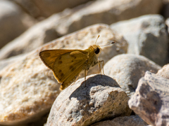 Polites vibex praeceps