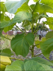 Piper auritum