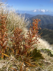 Aciphylla crenulata