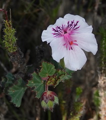 Pelargonium elegans