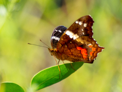 Anartia fatima colima