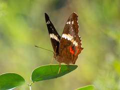 Anartia fatima colima