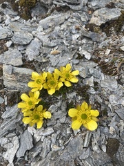 Ranunculus sericophyllus