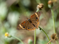 Junonia pacoma