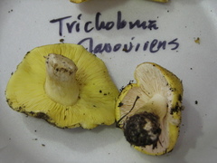 Tricholoma leucophyllum