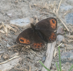 Erebia montanus