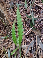 Cirsium filipendulum