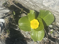 Ranunculus godleyanus