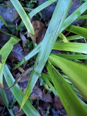 Iris foetidissima