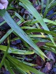 Iris foetidissima