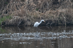 Ardea alba