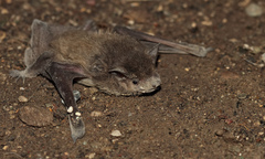Pipistrellus kuhlii