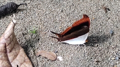 Marpesia zerynthia