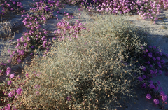 Psorothamnus emoryi emoryi