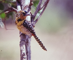 Trachyphonus darnaudii