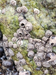 Hexanauplia