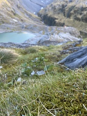 Racomitrium