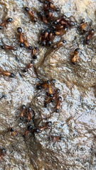 Camponotus sansabeanus