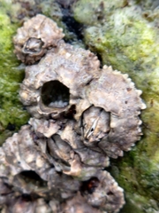 Hexanauplia