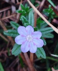Glandora prostrata