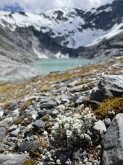 Leucogenes grandiceps