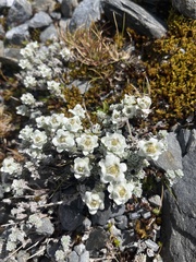 Leucogenes grandiceps