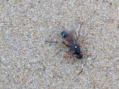 Ichneumon promissorius