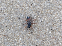 Ichneumon promissorius