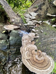 Trametes menziesii