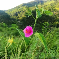 Hibiscus phoeniceus