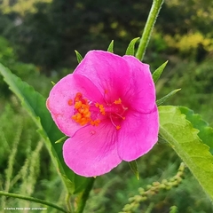 Hibiscus phoeniceus