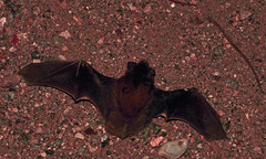 Pipistrellus kuhlii