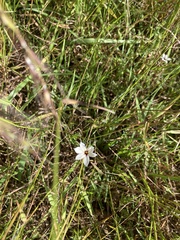 Sisyrinchium micranthum