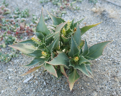 Stillingia spinulosa