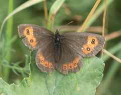 Erebia euryale