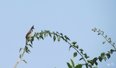 Pycnonotus jocosus