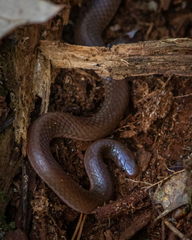 Carphophis amoenus amoenus