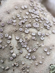 Lecanora subpallens