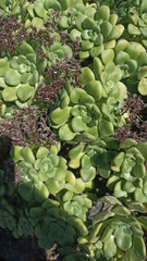 Aeonium lindleyi subsp. lindleyi image